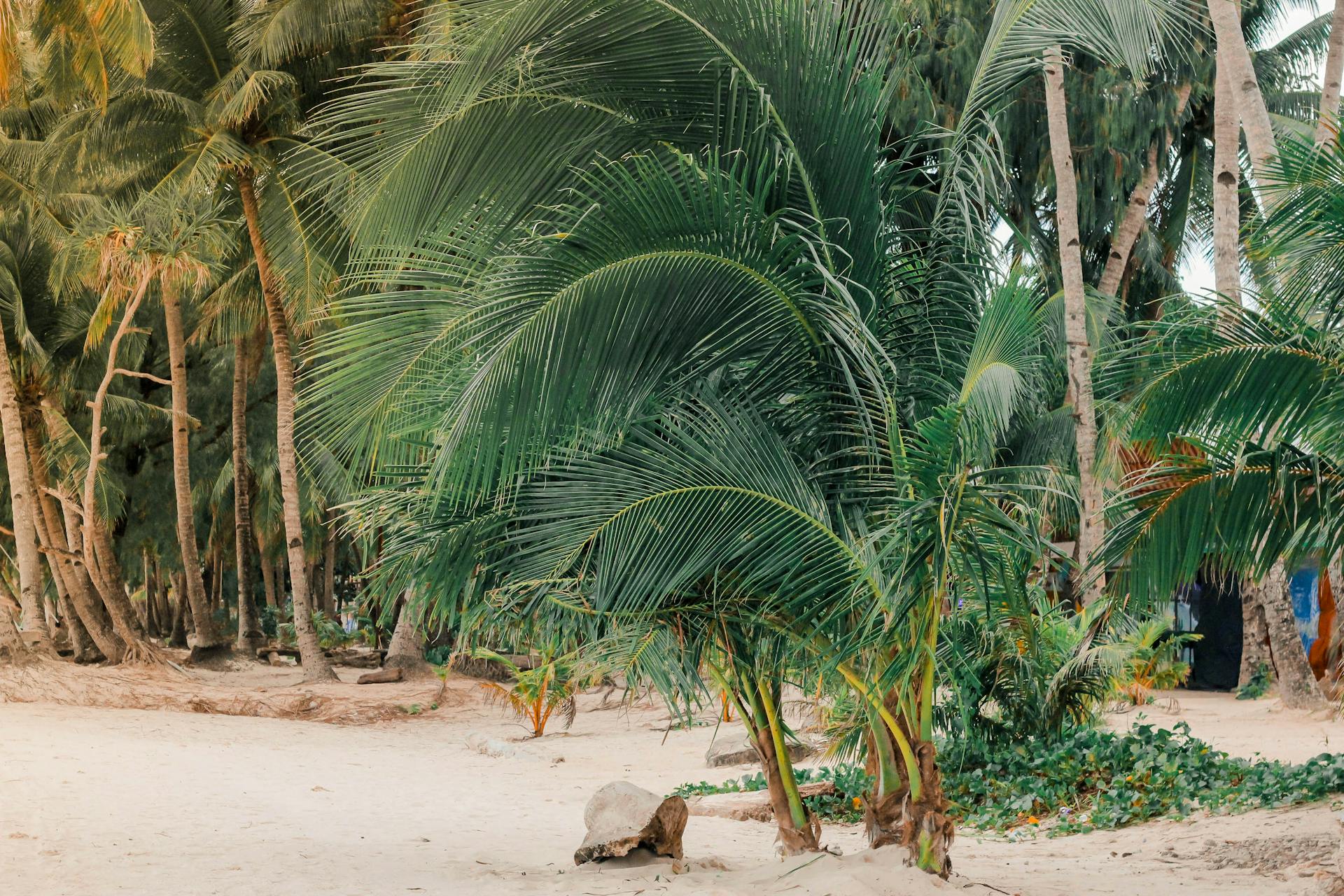 Tropical beach in the Philippines